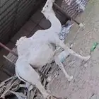 السلام عليكم لقحه على جميع الشروط مبرك مقام ديوس عيون شرط