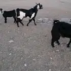 تيس عارضي جدع