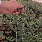 شتل زيتون الجوف طبرجل