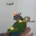 كنيور يلوسايد