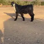 فحل عارضي درجه اولى