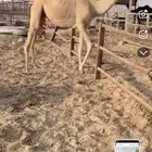 لقيه طيبه