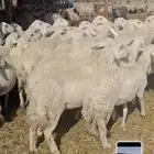 حريات حرش صنف 162