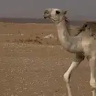 قعود عمره 7 شهور على بعير الحيسوني