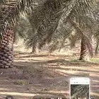 نخل طول تقريبا 5متر العدد 150نخلة بحالة ممتازة نوع خلاص