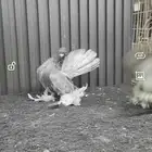 طبه كرنقو