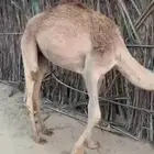 بكره بلدي للبيع