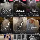 استديو احلام الطرب لتنفيذ الزفات والشيلات بالاسماء