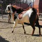 تيس صنف فاخر فحل سنه رباع