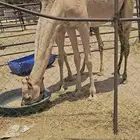 ابل ابكار لبانيات