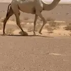 بكره عمرها حول سنتين وفوق حقه تماميه مزيونه