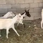 معزا محايلي دفيع