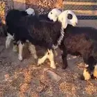 للبيع ذبايح بريه يوجد خدمه توصيل وصلخ
