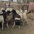 خرفان بلدي شحم للبيع