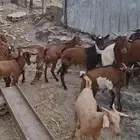 تيوس للبيع عدد 13