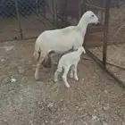 نعجة رفيدي متاومة