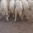 للبيع طليان فيها رخل واحده