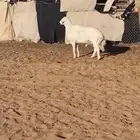 للبيع خروف فحل حري