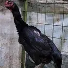 دجاجه شامو الماني دم هزاز