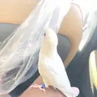 روز هدد داخلي وخارجي للبيع