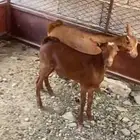 تيوس دهم العدد 2علا السوام