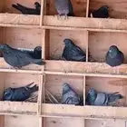 حمام هندي