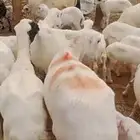 ضان رفيد مناتج عدد 100