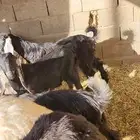 تيوس منادي اعمارها فوق ثلاث شهور إلى أربعة شهور أحوالها طيب5