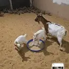ماعزقزمية ماكس معها تيسين