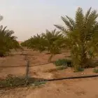 للبيع مزرعة قائمة الاسياح البندرية القصيم كهرب ماء نخل بيت