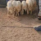 للبيع طليان منسبات