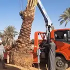 مقاول خلع وزرع نخيل في مناطق الجوف