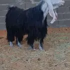 تيس عارضي