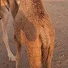 للبيع قعود