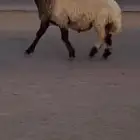 فحل طيب لون جبار كسره راس طيبه للبيع