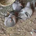 فروخ حمام زاجل