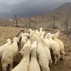 طليان  رخال  ذبايح
