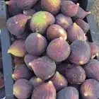 شتلات تين العبيد بأبها