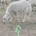 فحل حري ثني