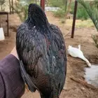دجاجتين ميوالي زيرو