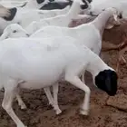 مراح برابر منوه القناي دفيع ومتابيع الوان حلوه