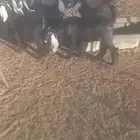تيوس عوارض برية