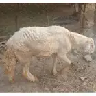 خروف فحل سمين. .محايل عسير