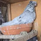 للبيع ذكر قطيفي دخاني