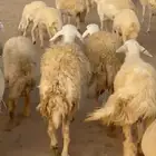 غنم حريات صنف
