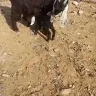 عنز عارضي صنف جروم فاخر