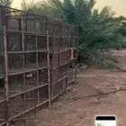 سكراب شبوك وزنك وشبوك طيور