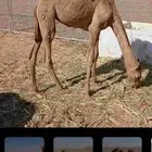 بكره حره صافيه