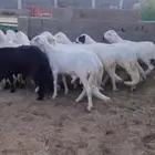 طليان سواكن بيشه
