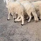 للبيع طليان سواكن جذعان ومقفله شحم